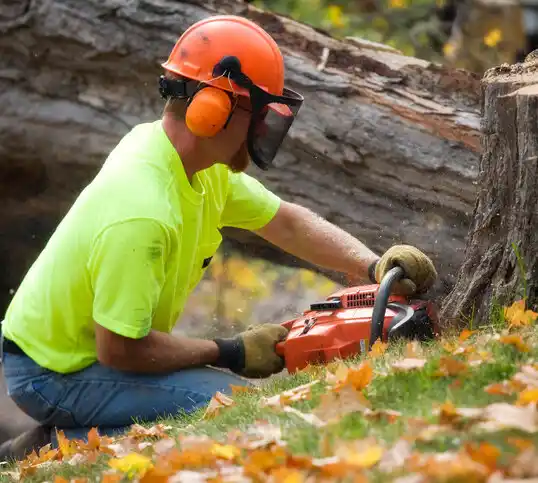 tree services The Plains